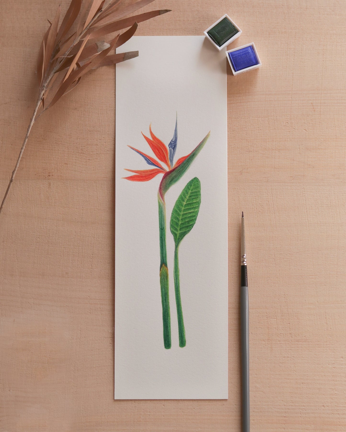 Birds of Paradise flower - Original botanical illustration