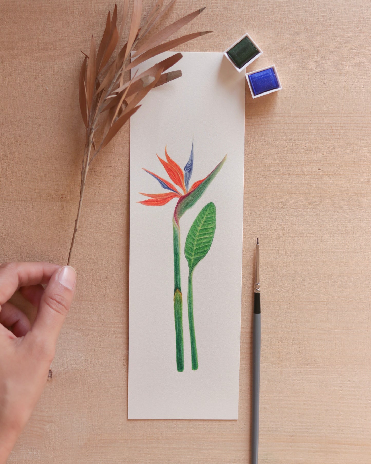 Birds of Paradise flower - Original botanical illustration