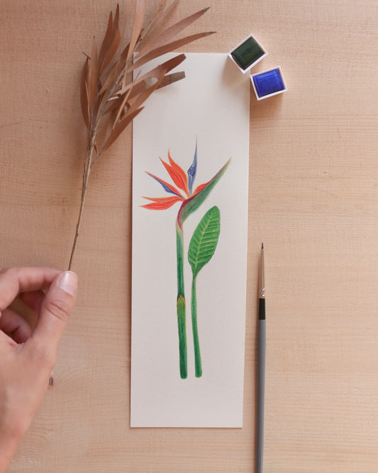 Birds of Paradise flower - Original botanical illustration