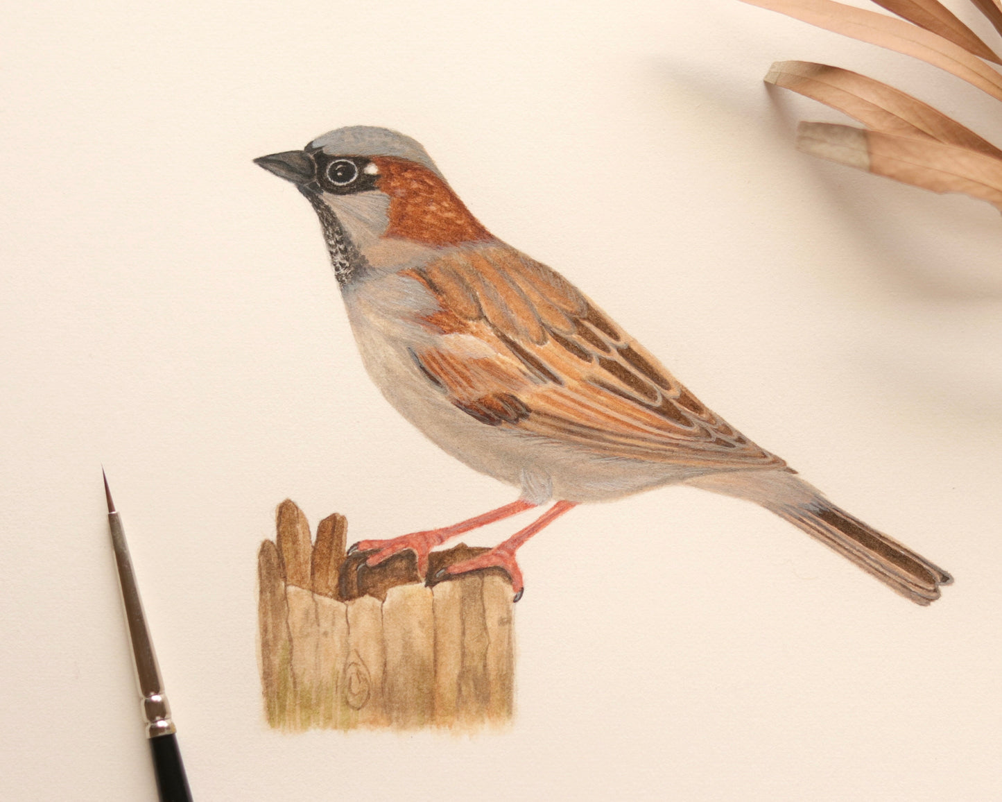 House sparrow