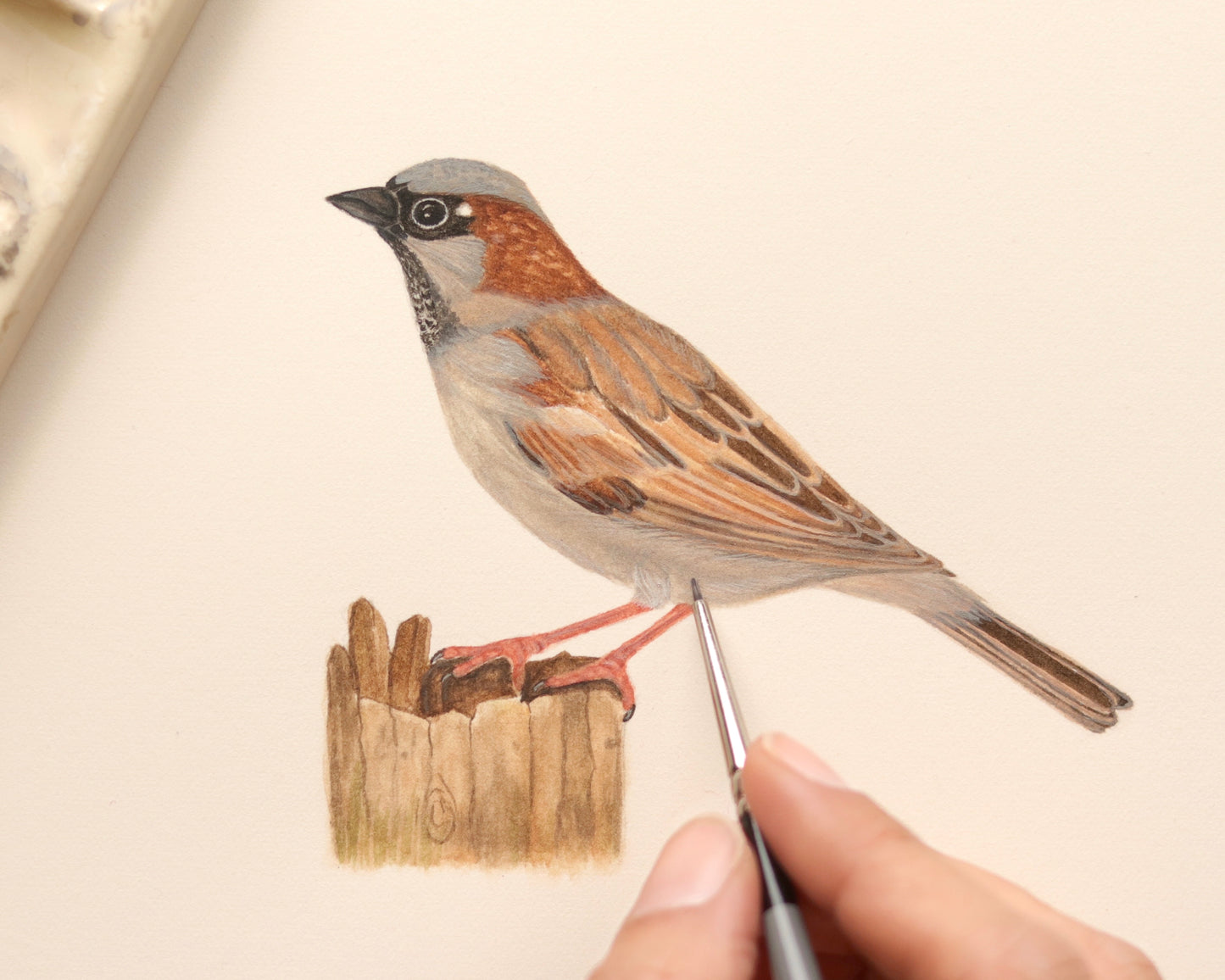 House sparrow