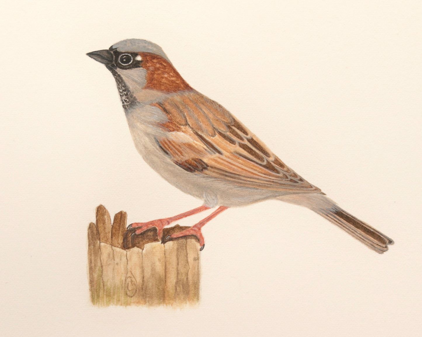 House sparrow