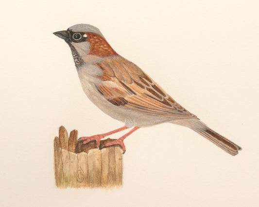 House sparrow