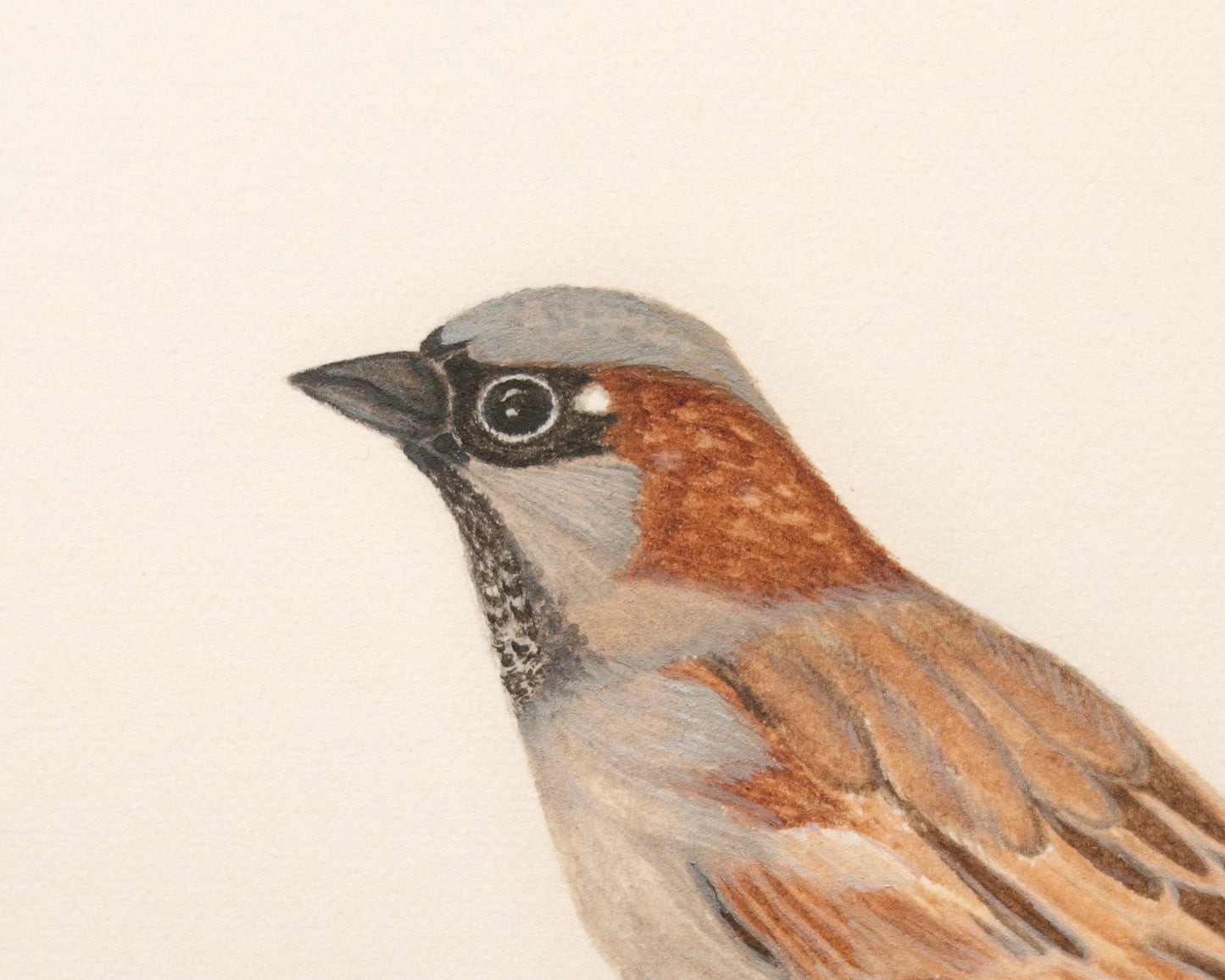 House sparrow