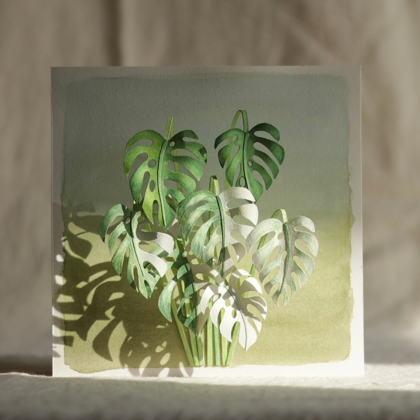 Monstera