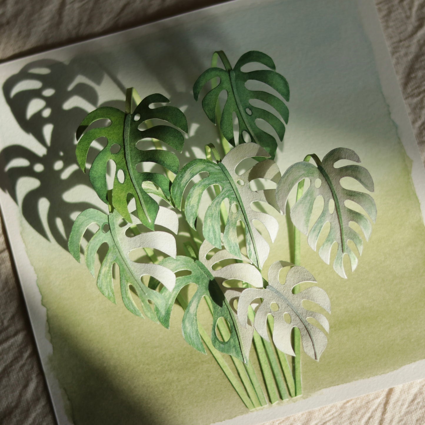 Monstera