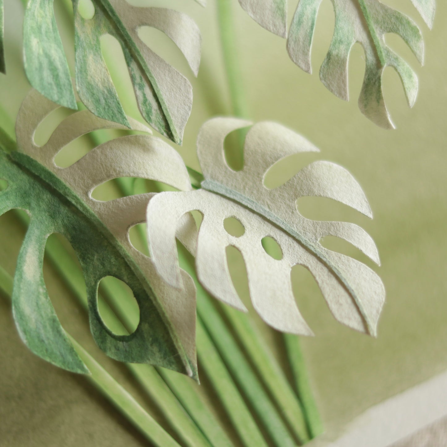Monstera