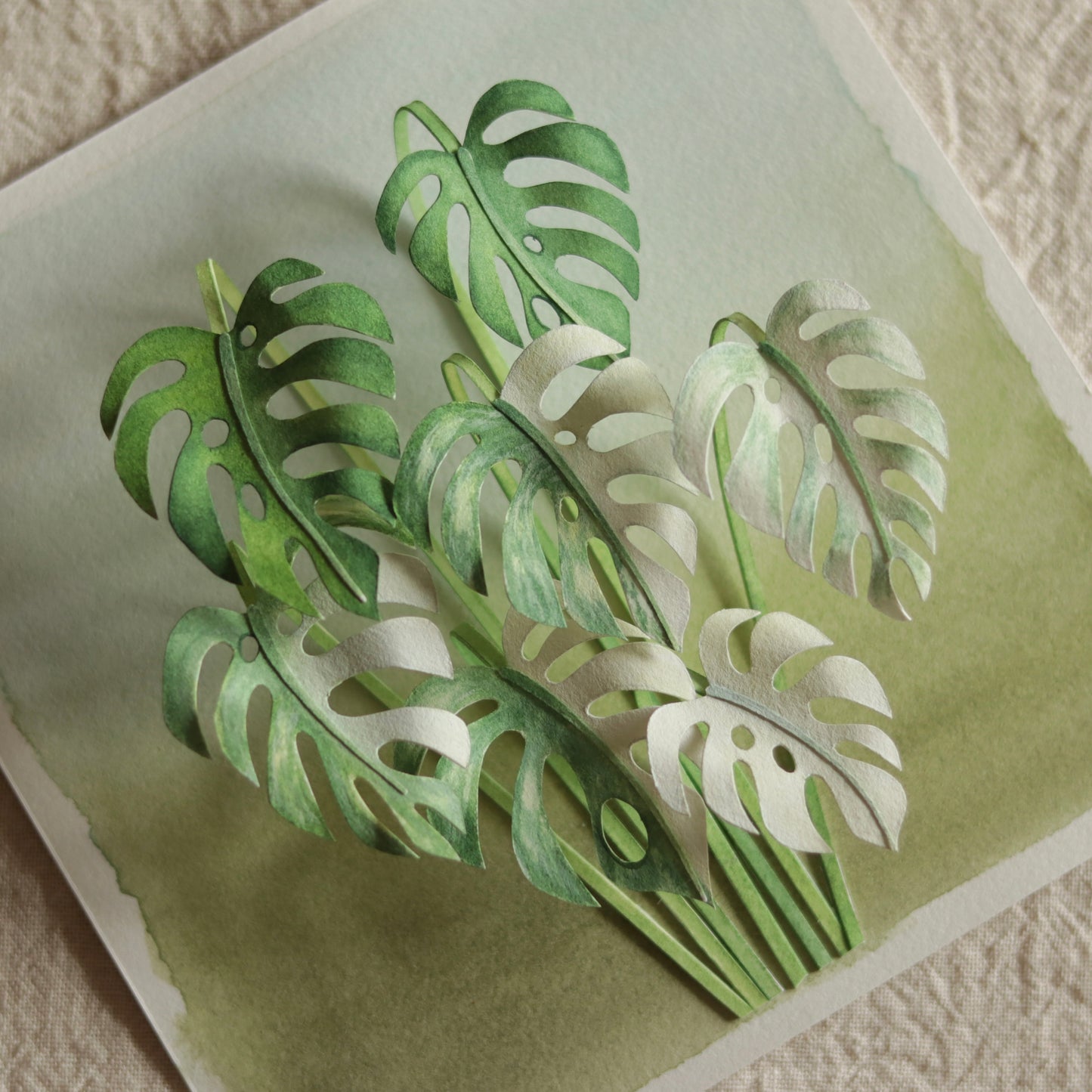 Monstera
