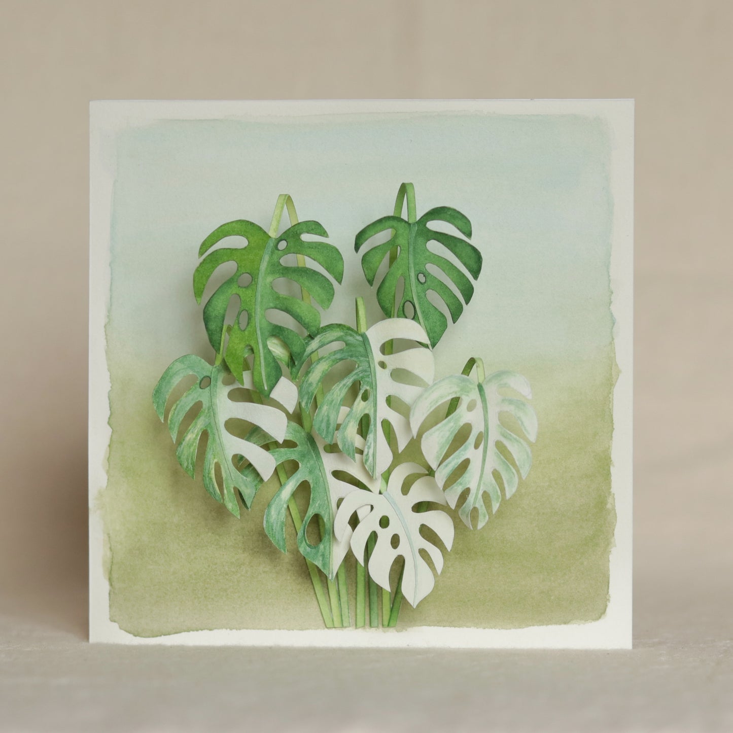 Monstera
