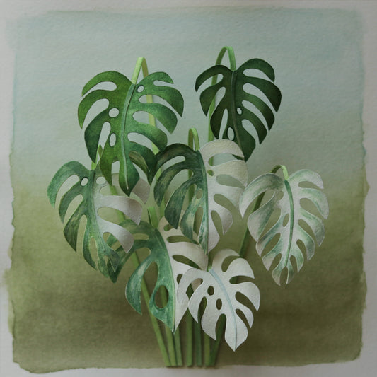 Monstera