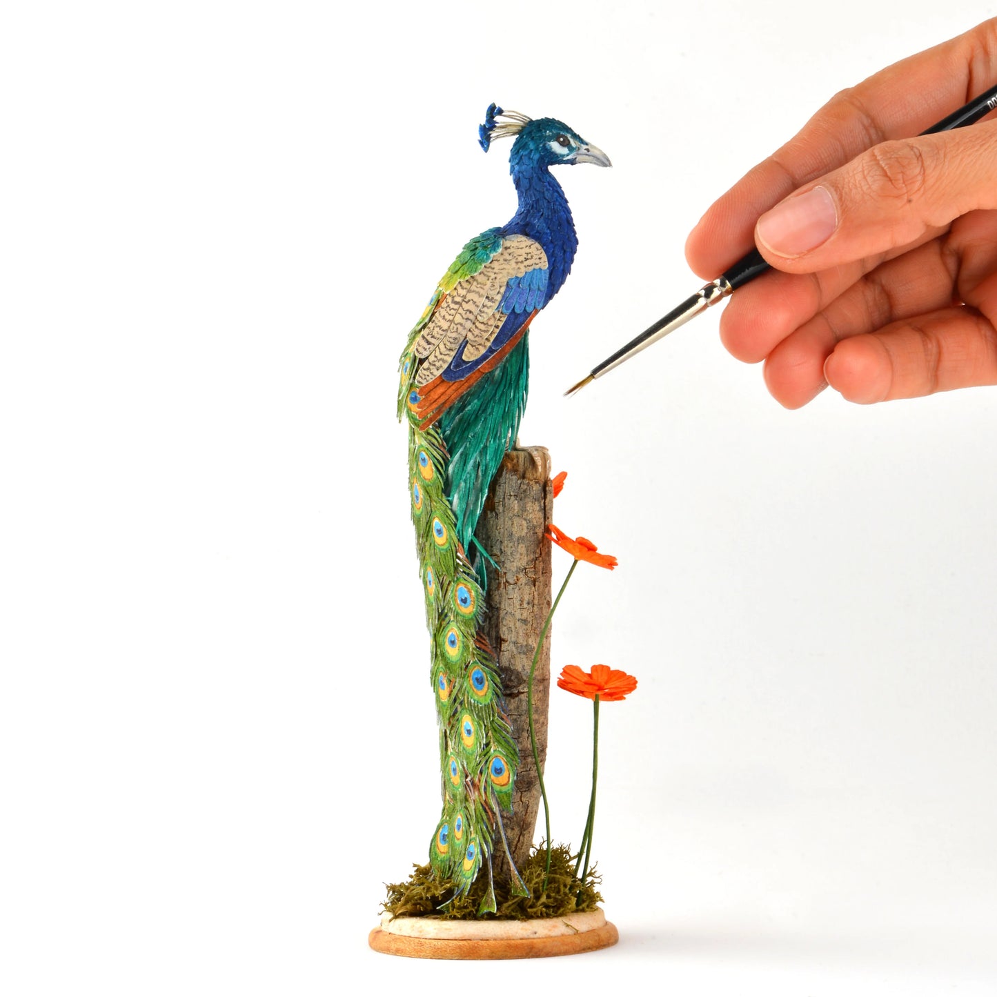 Peacock
