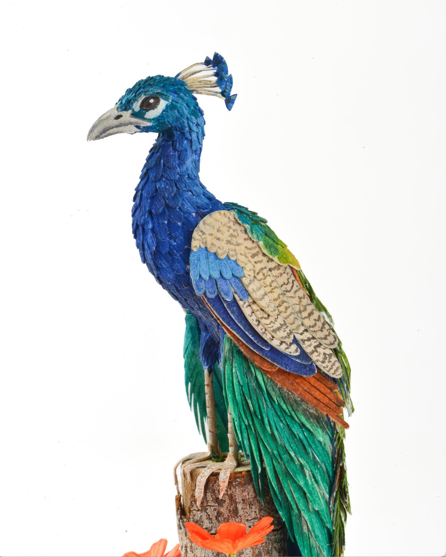 Peacock
