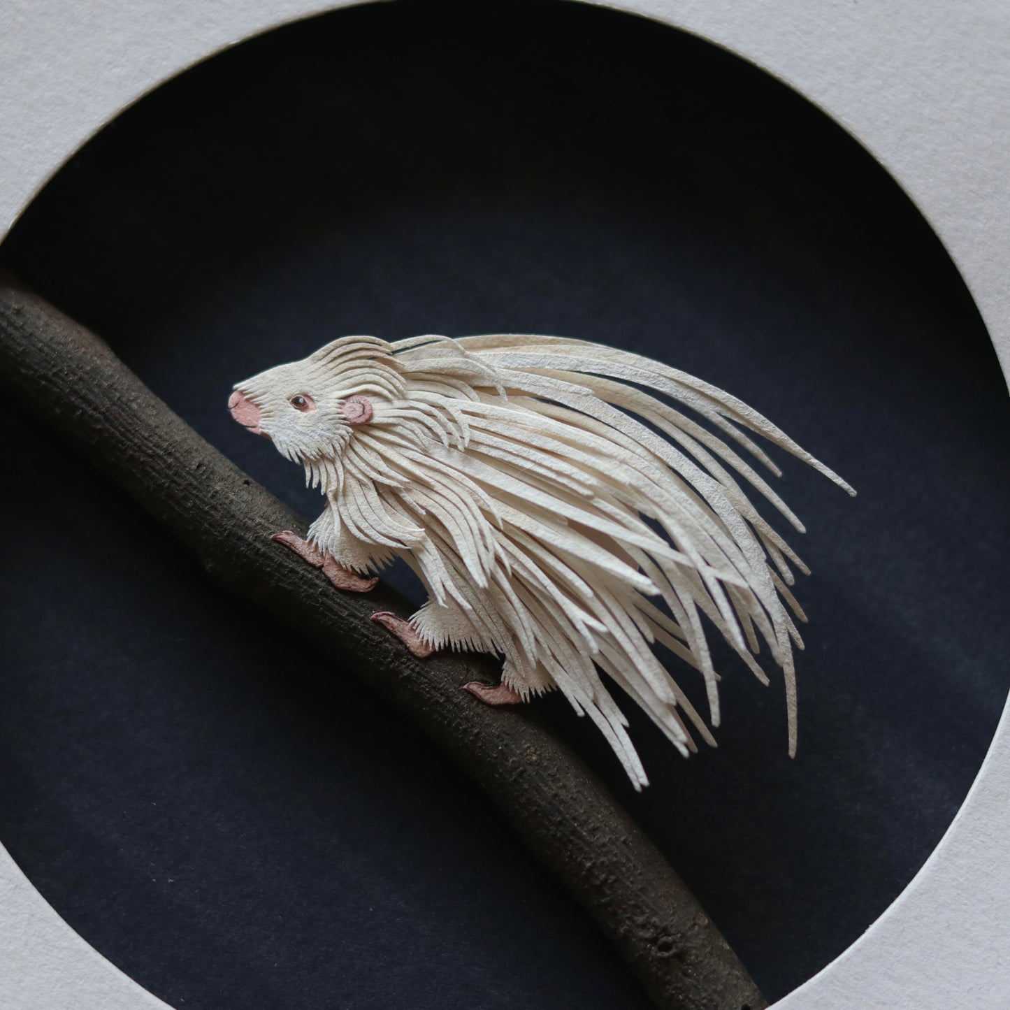 Crested porcupine
