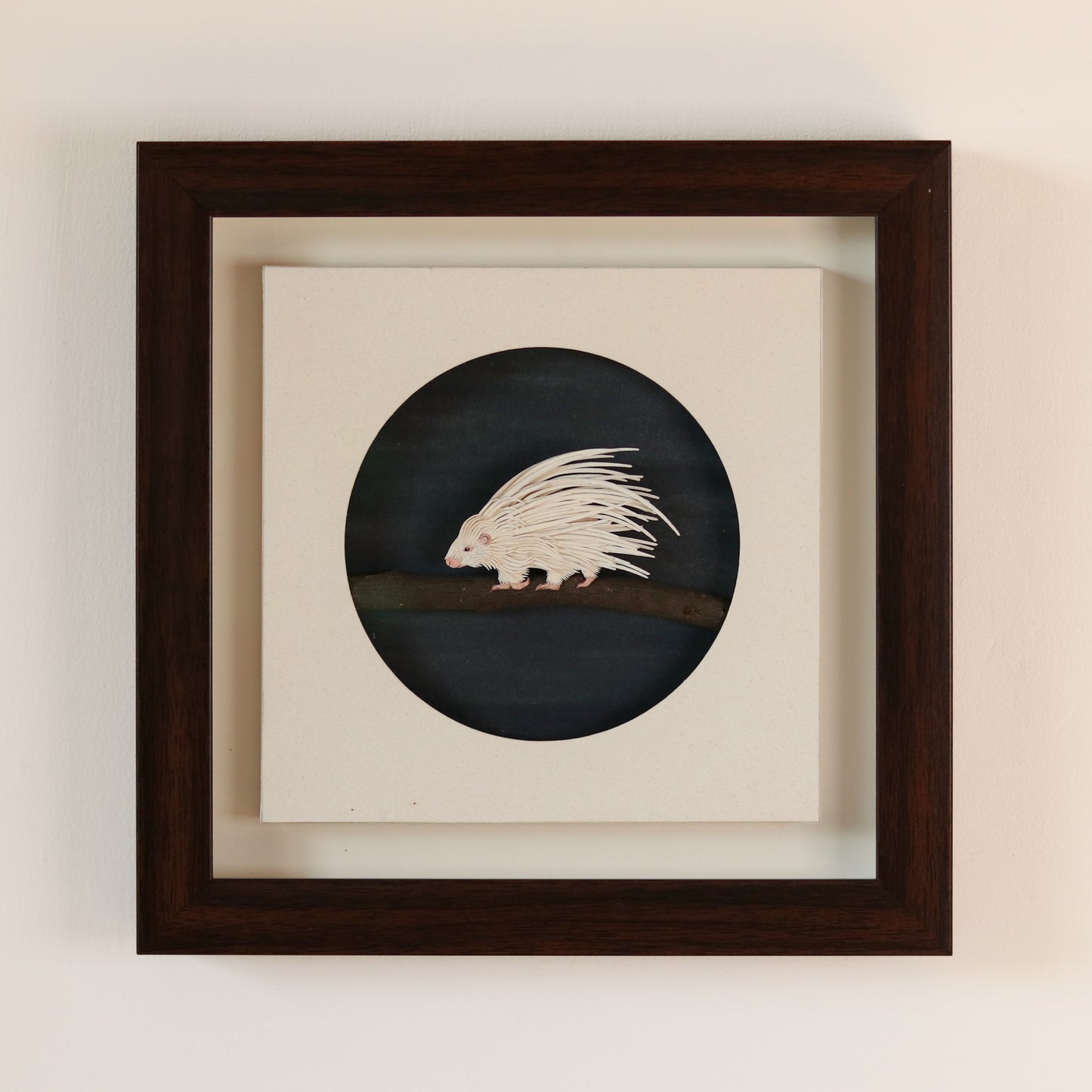 Crested porcupine