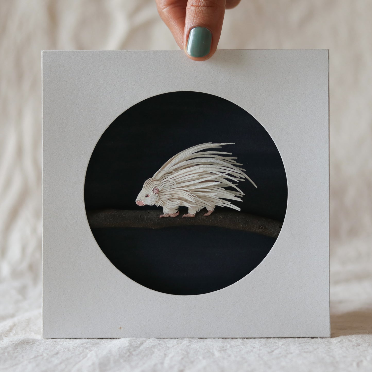 Crested porcupine