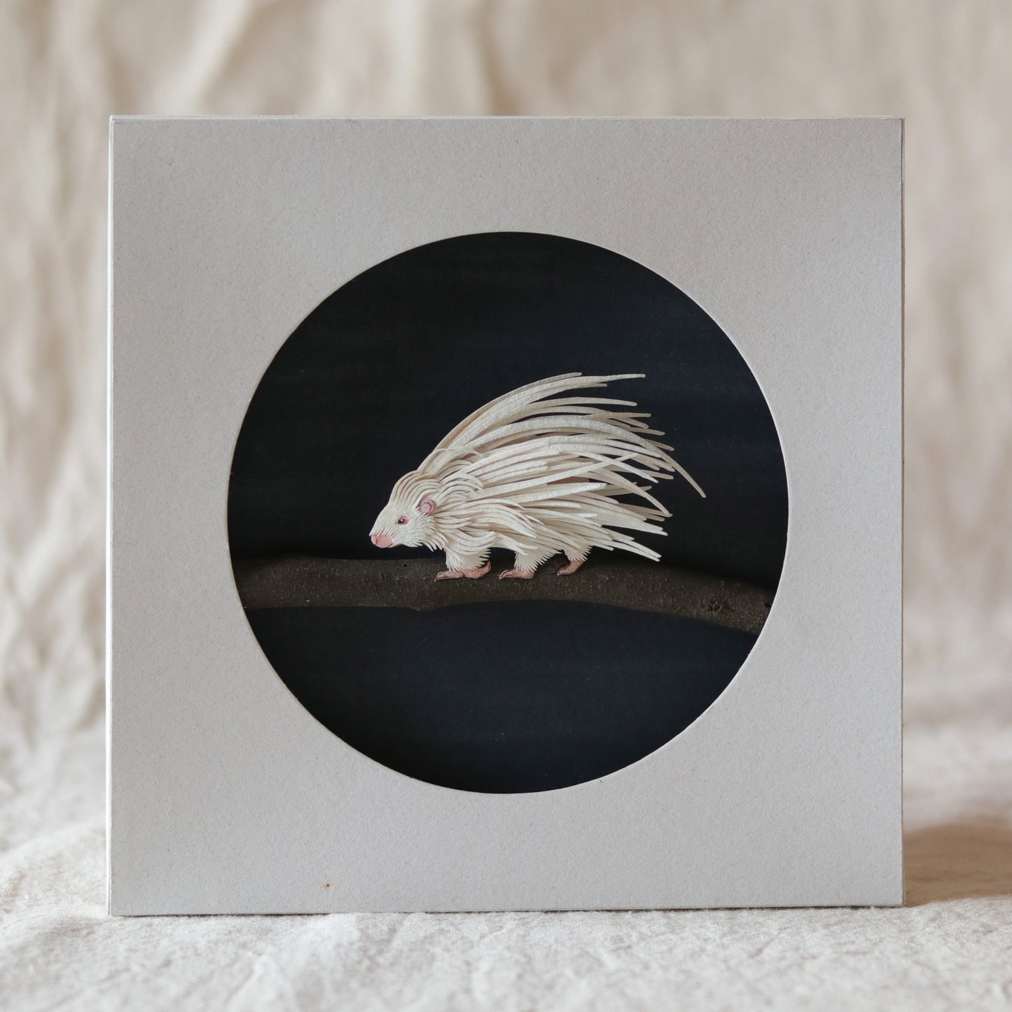 Crested porcupine