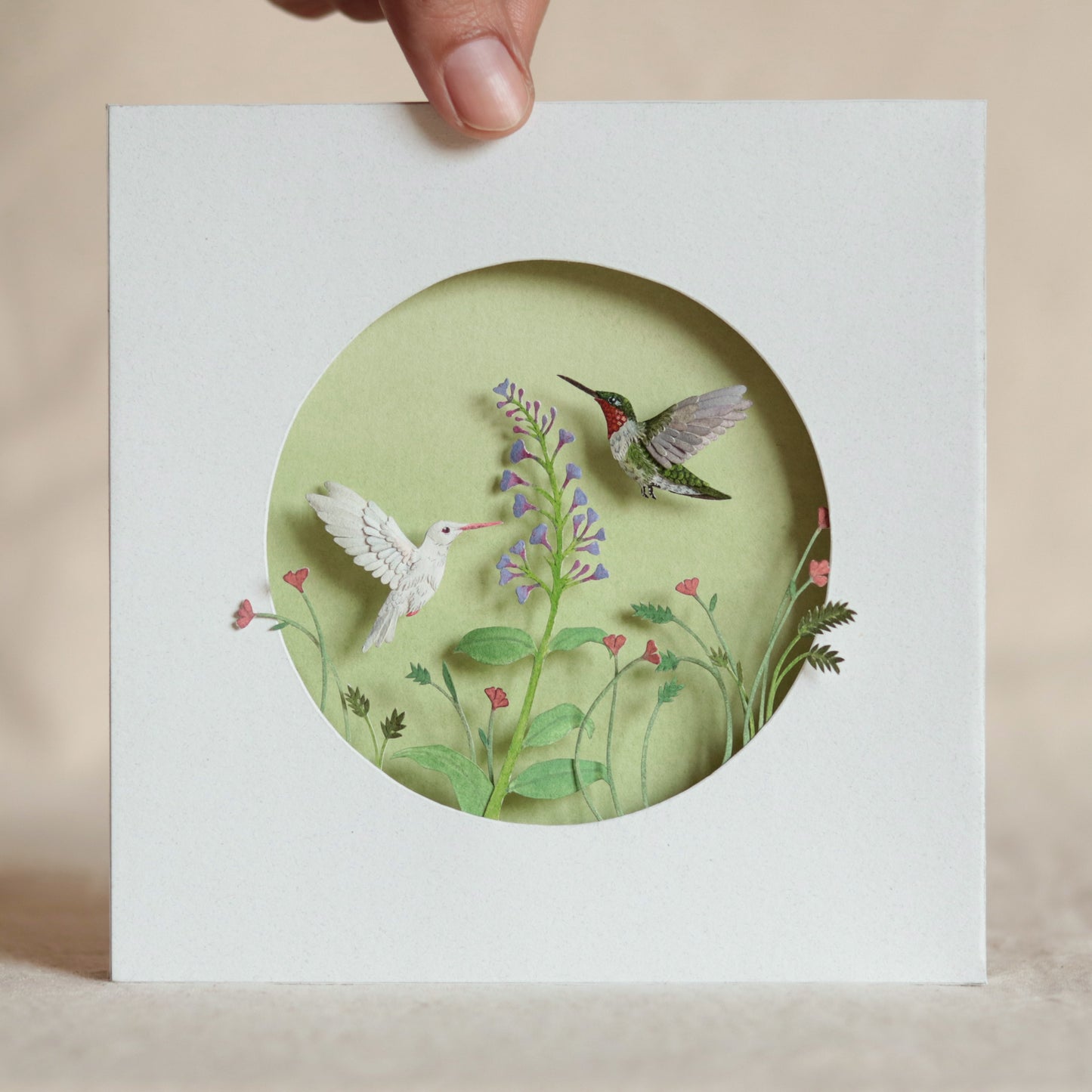 Ruby throated hummingbird