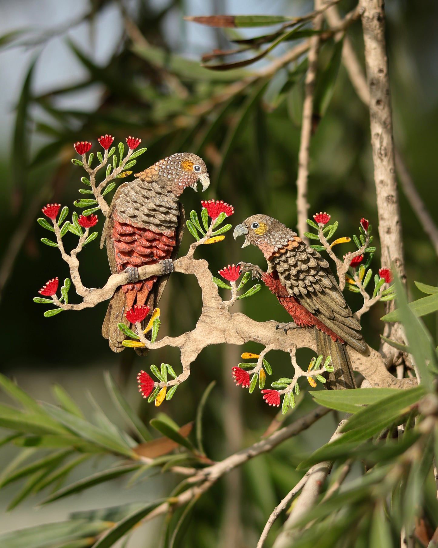 New Zealand Kaka