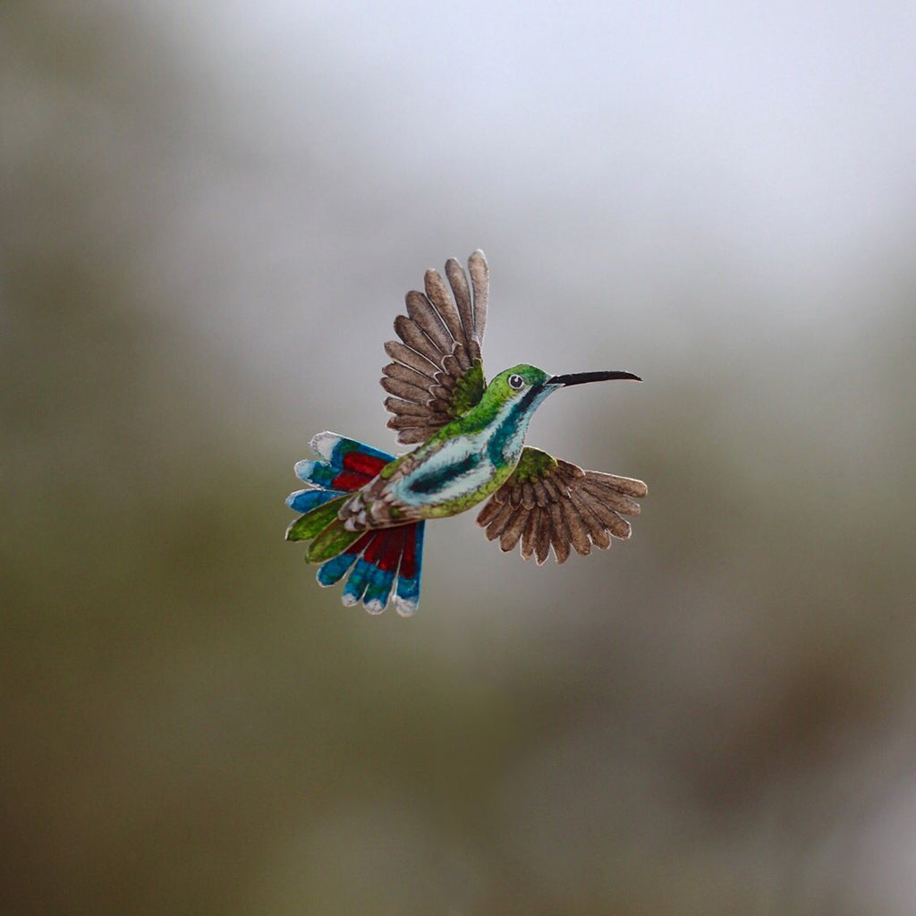 Green Breasted Mango