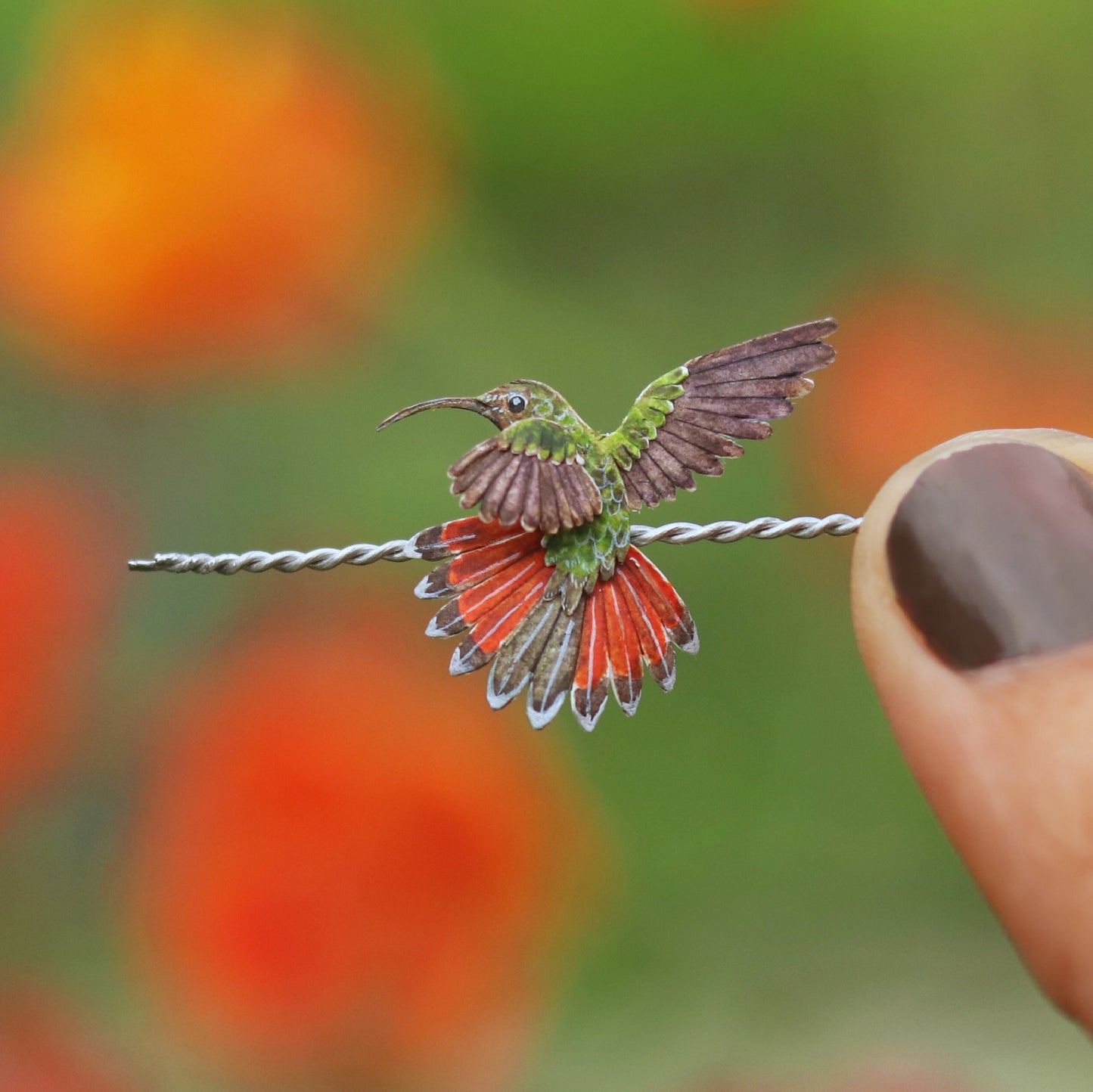 Bronzy Hermit Hummingbird