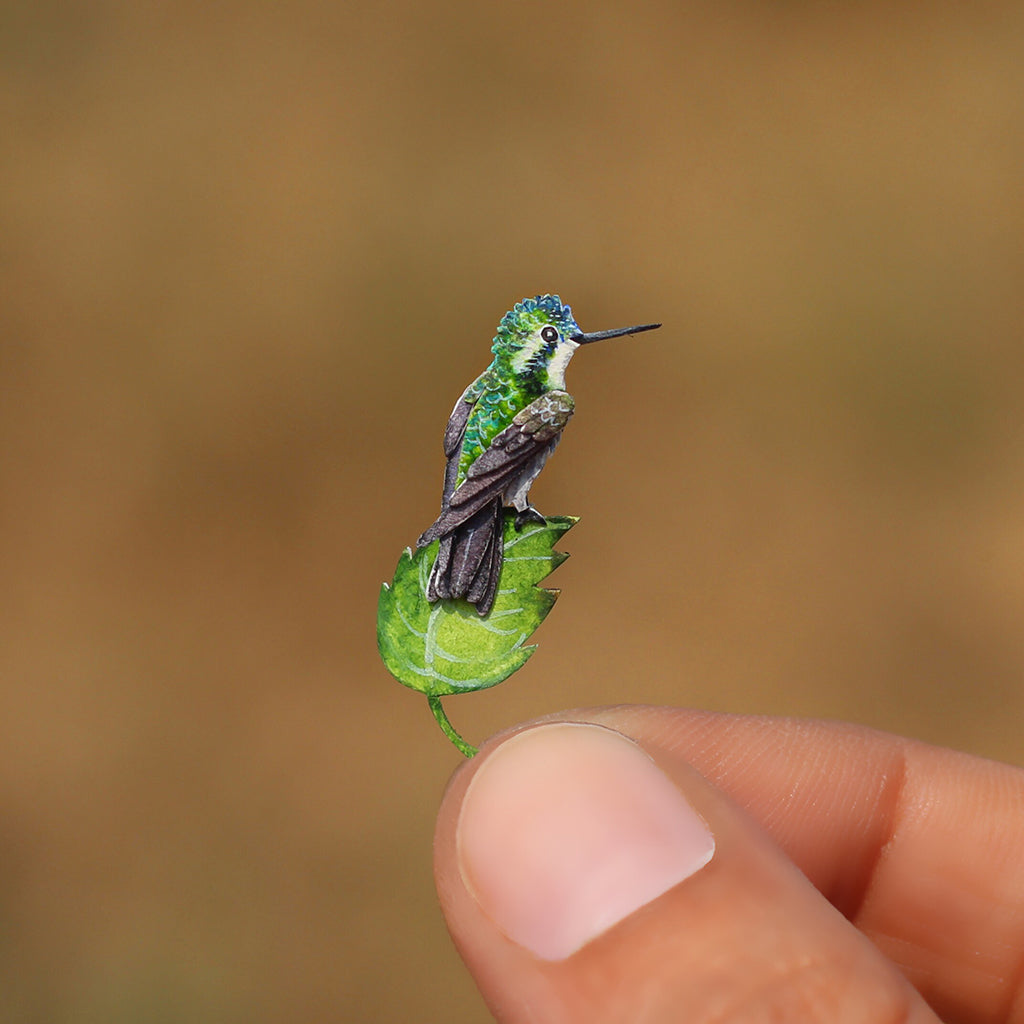 White Throated Mountaingem