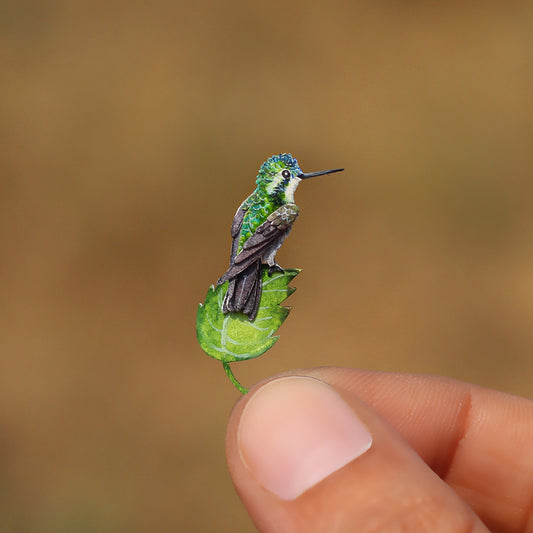 White Throated Mountaingem