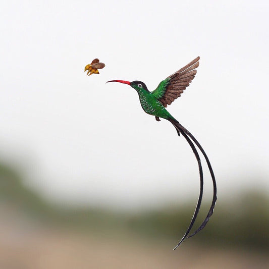 Red Billed Streamertail