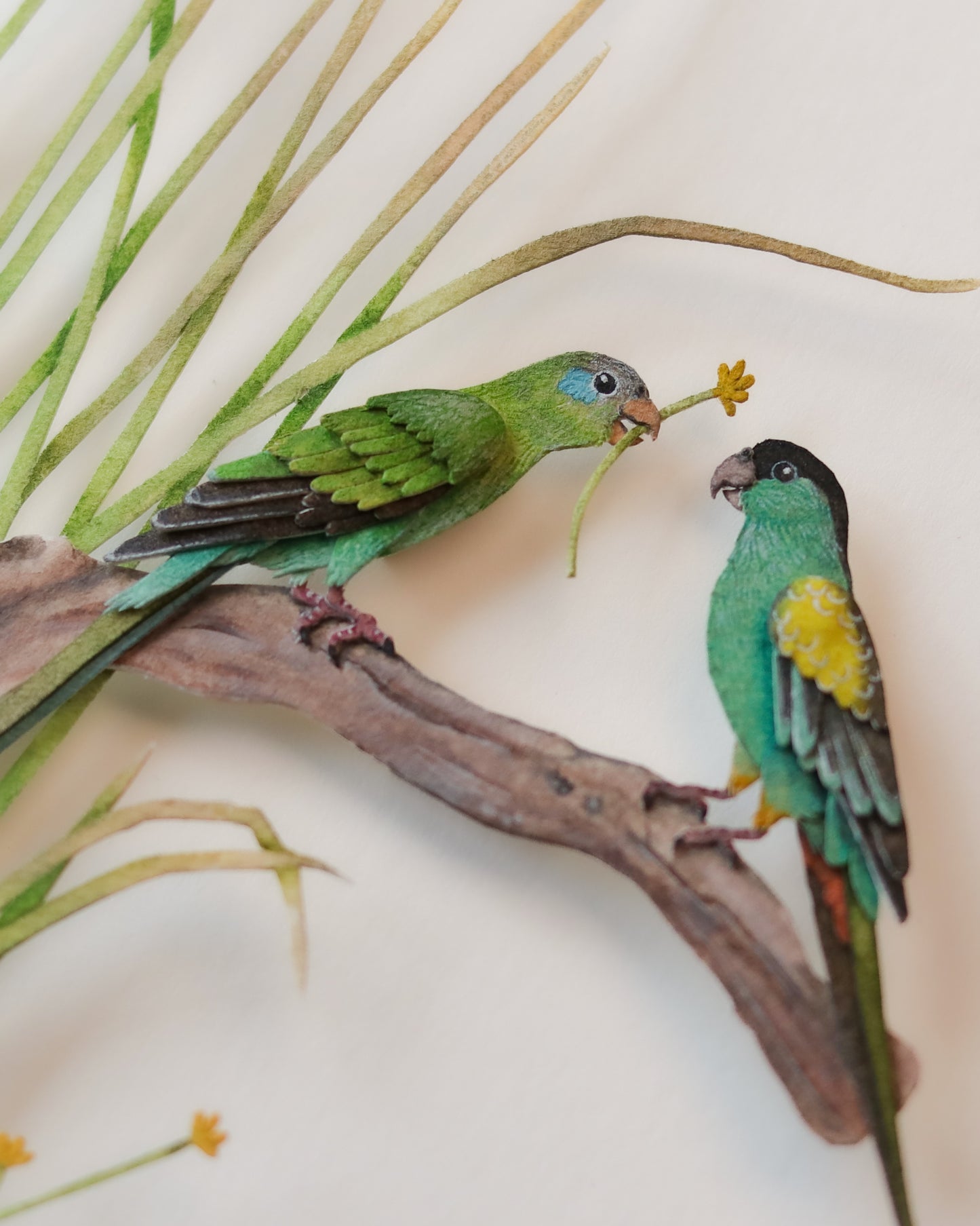 Hooded Parrot couple