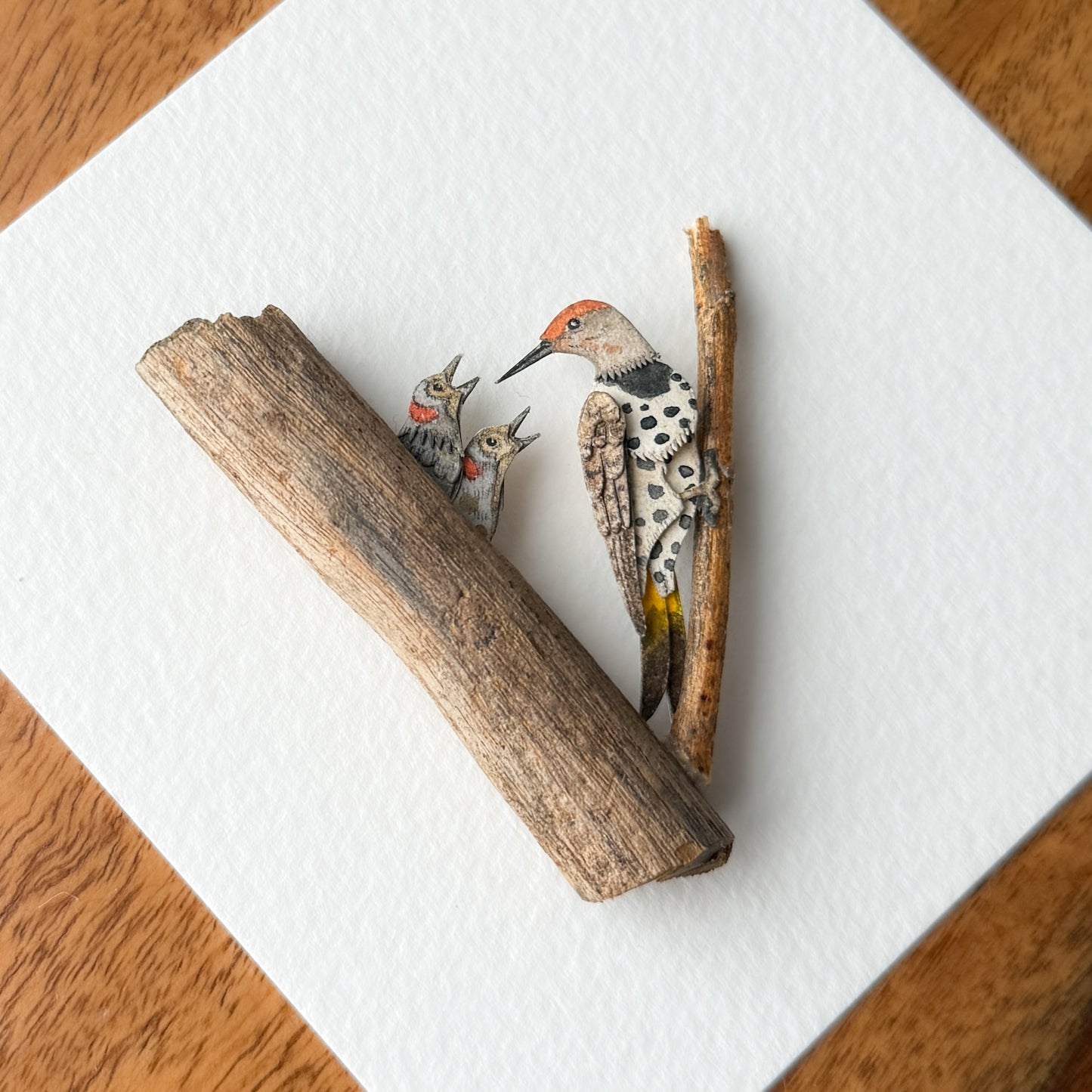 Northern Flicker Woodpecker