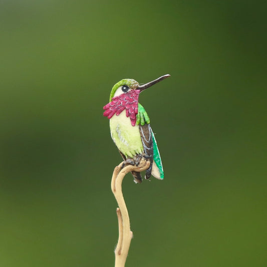 Bumblebee Hummingbird