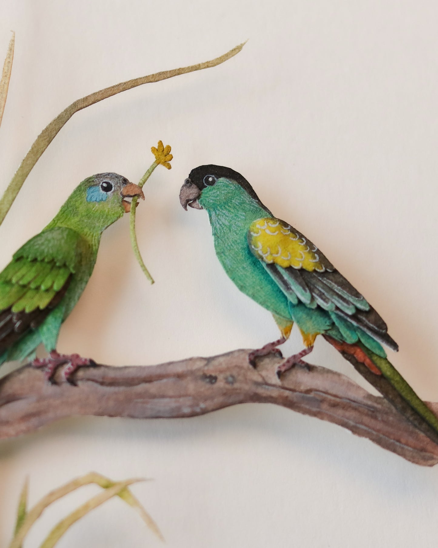 Hooded Parrot couple