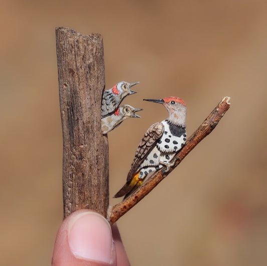 Northern Flicker Woodpecker