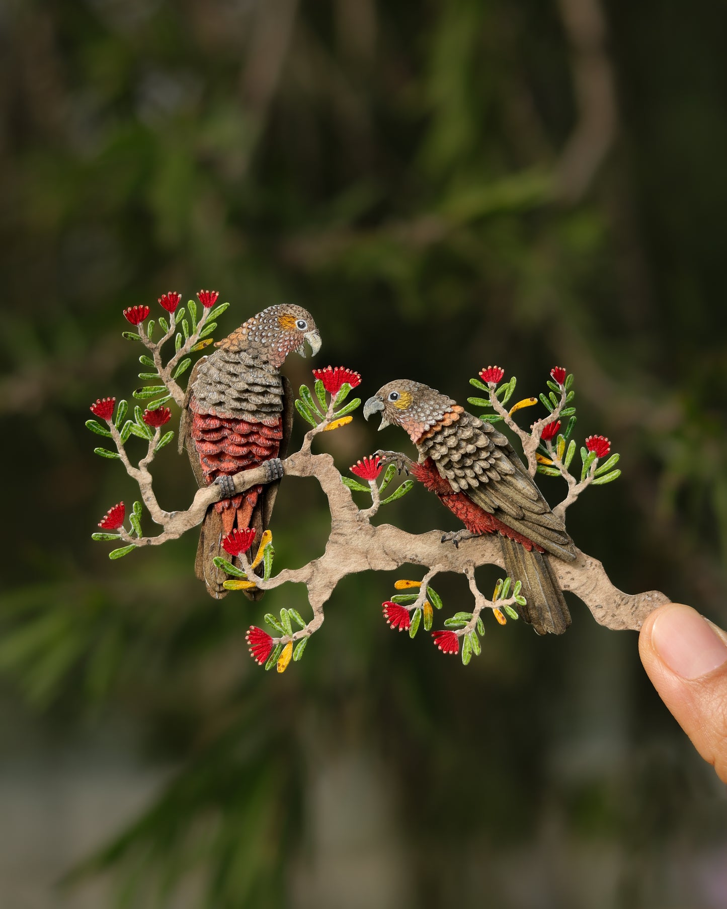 New Zealand Kaka