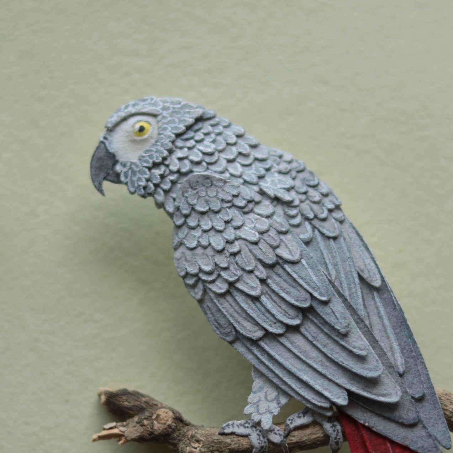 African grey parrot