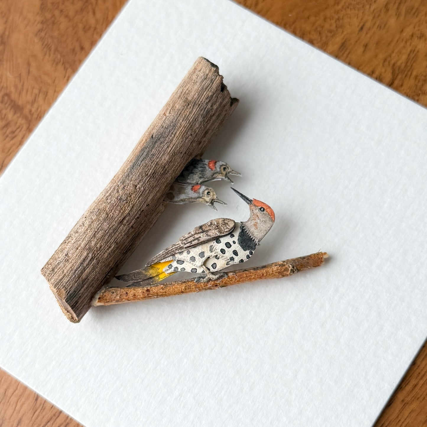 Northern Flicker Woodpecker
