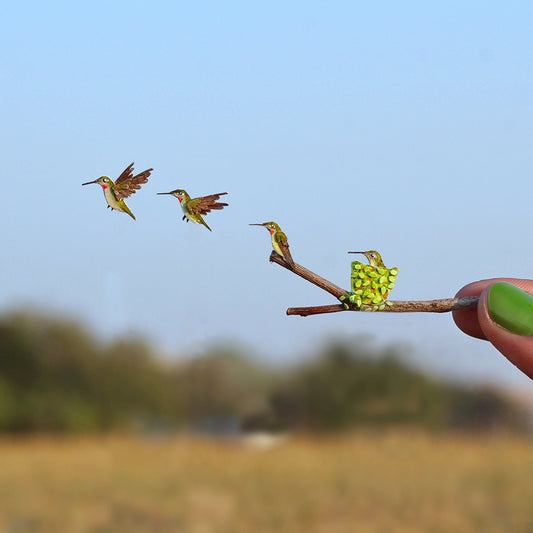 Ruby throated hummingbird “The First Flight”