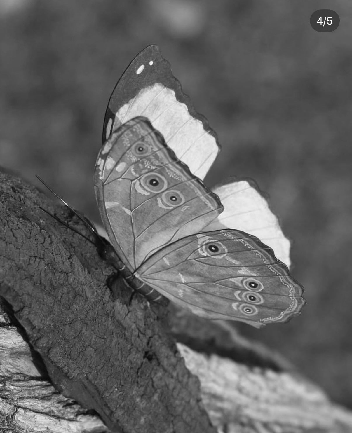 Custom Artwork - Blue morpho