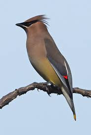 CUSTOM ARTWORK Cedar Waxwing