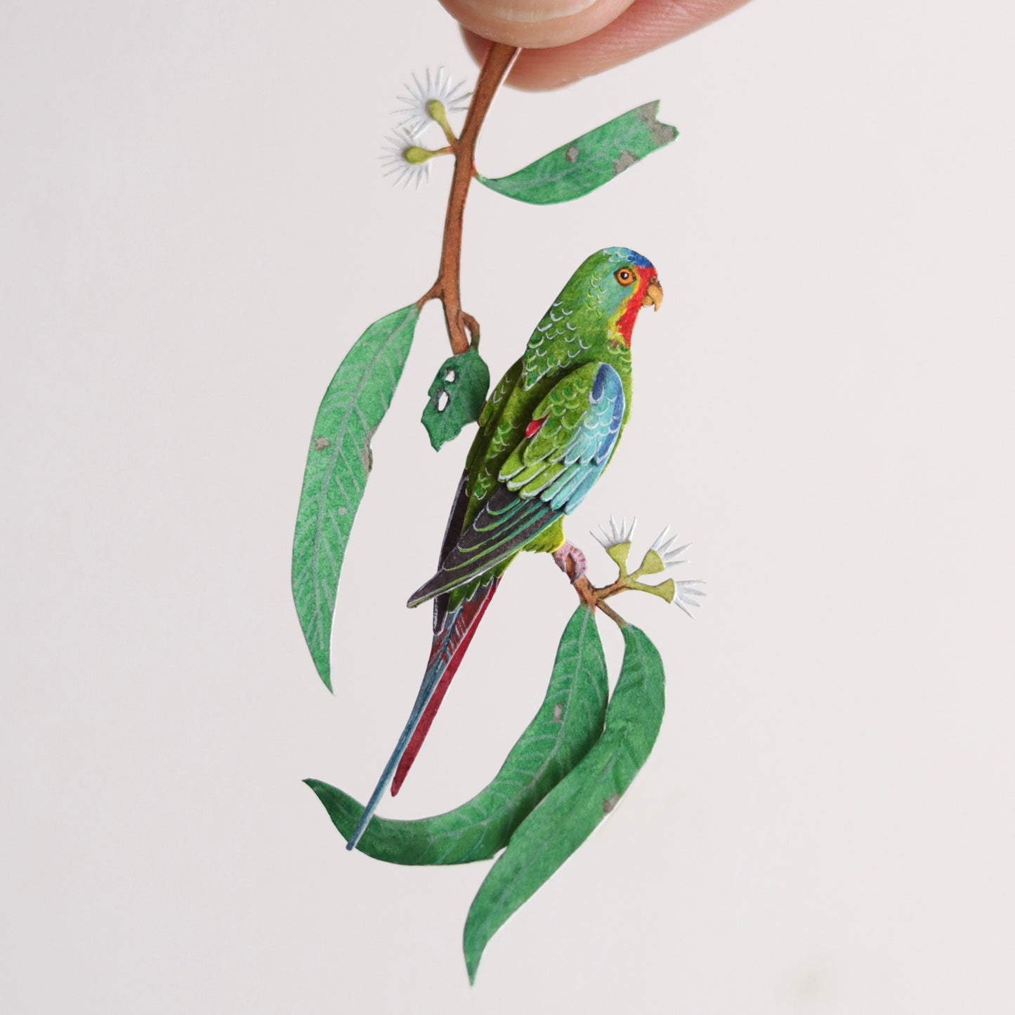 Swift Parrot