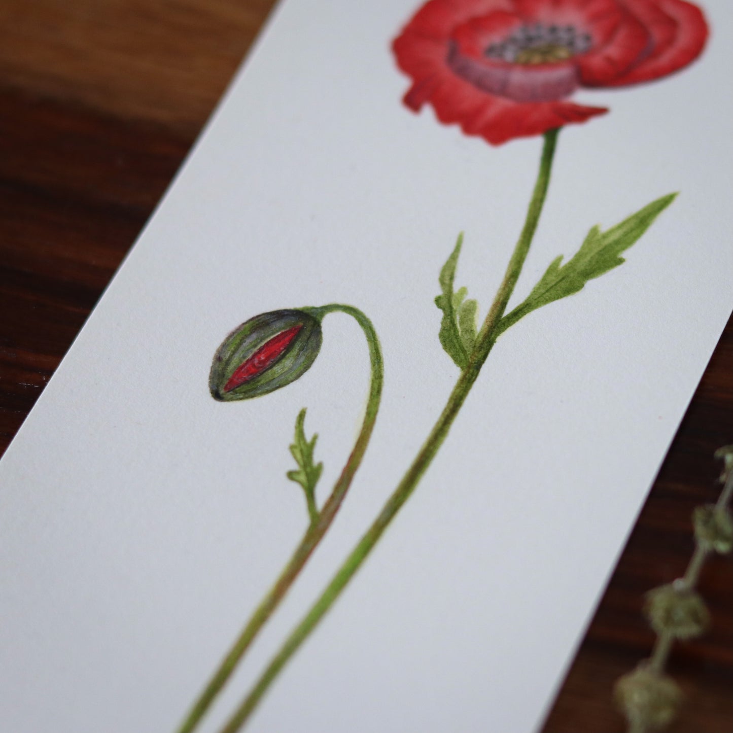 Poppy Flower - Original botanical illustration