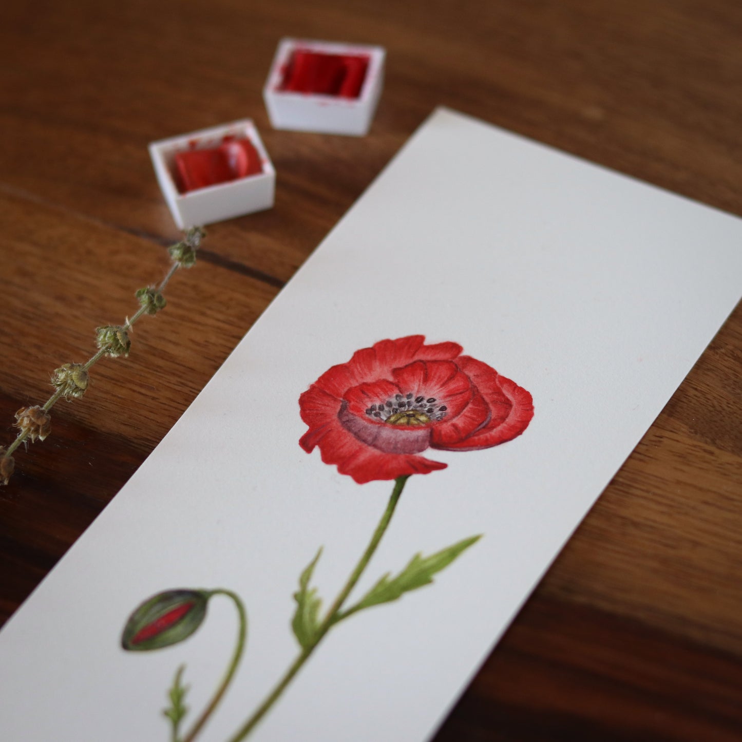 Poppy Flower - Original botanical illustration