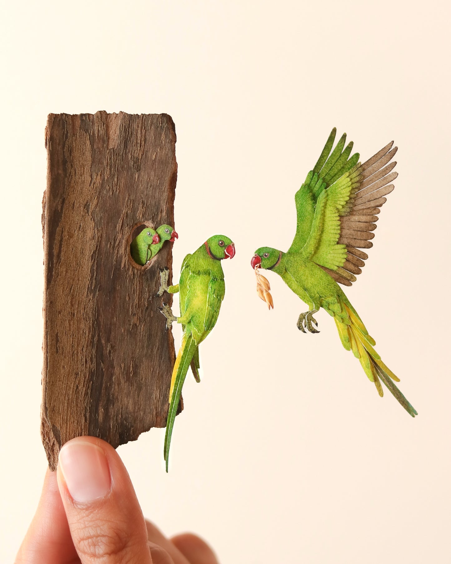 Rose-ringed Parakeet