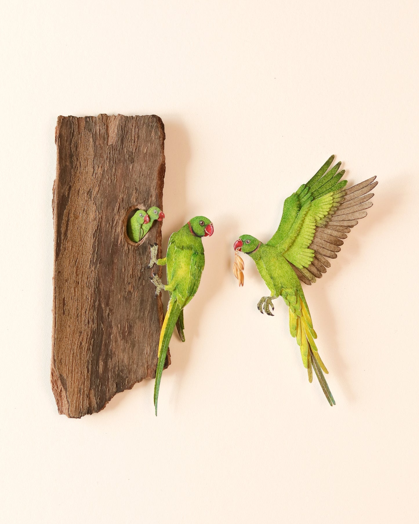 Rose-ringed Parakeet