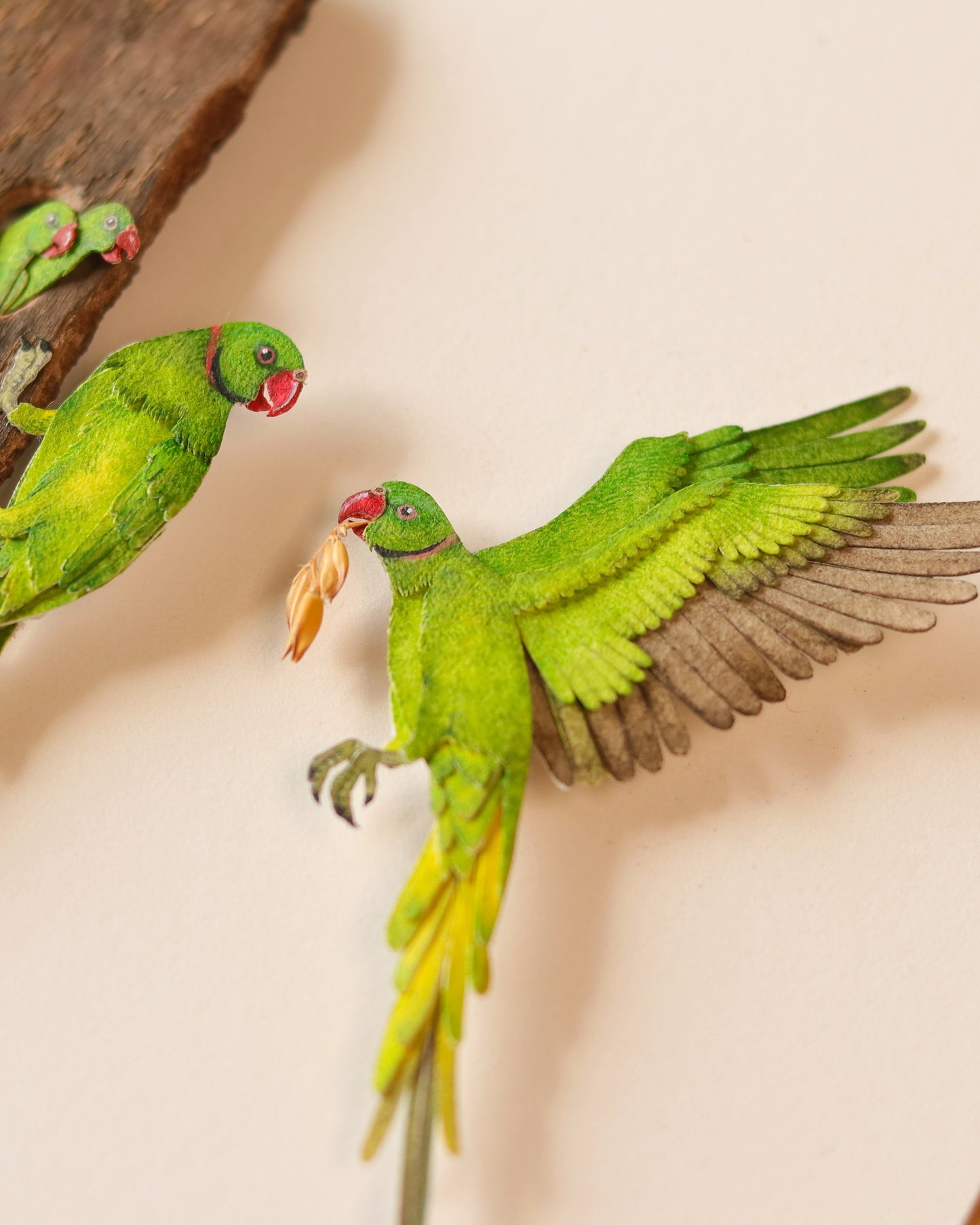 Rose-ringed Parakeet