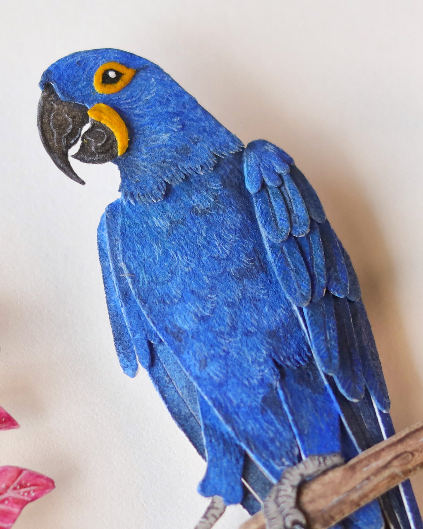 Hyacinth macaw