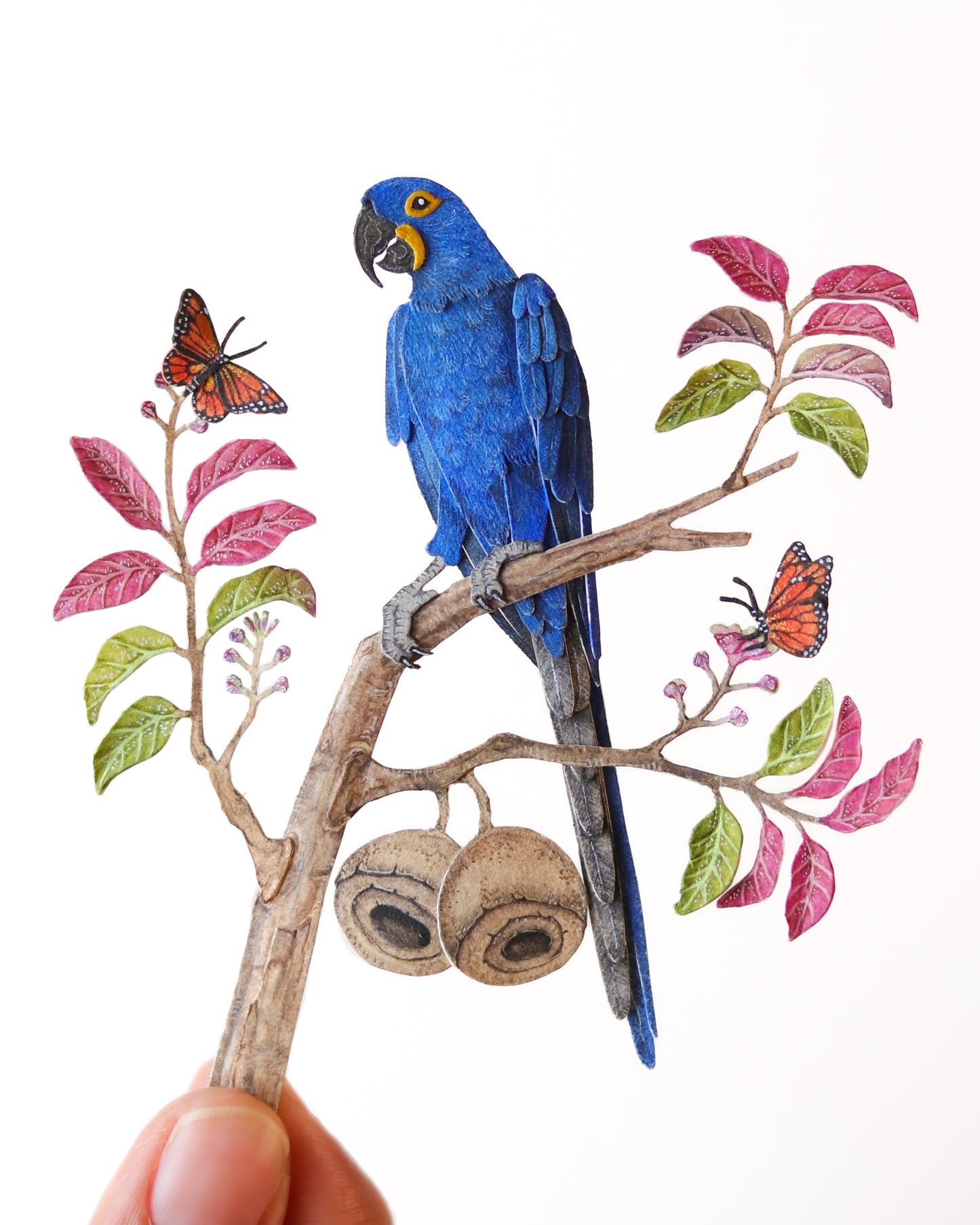 Hyacinth macaw