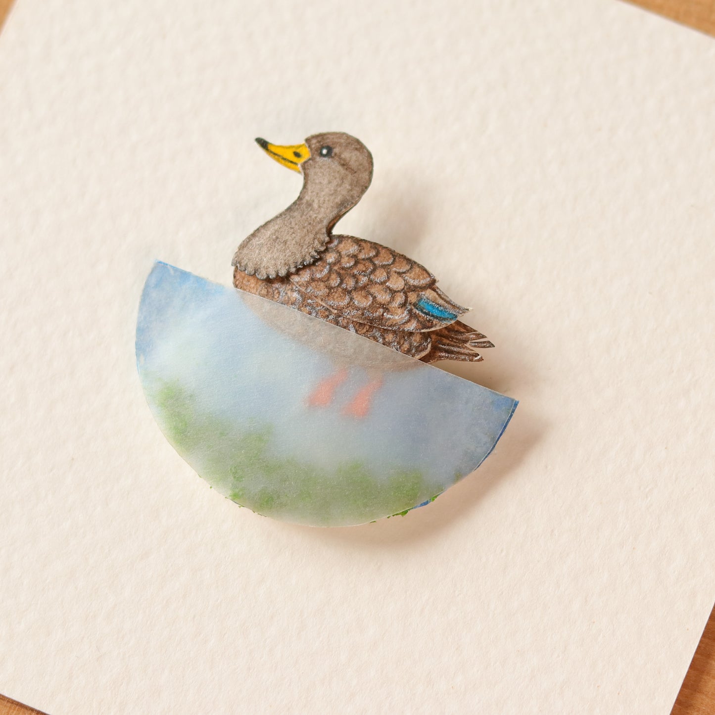 American Black duck