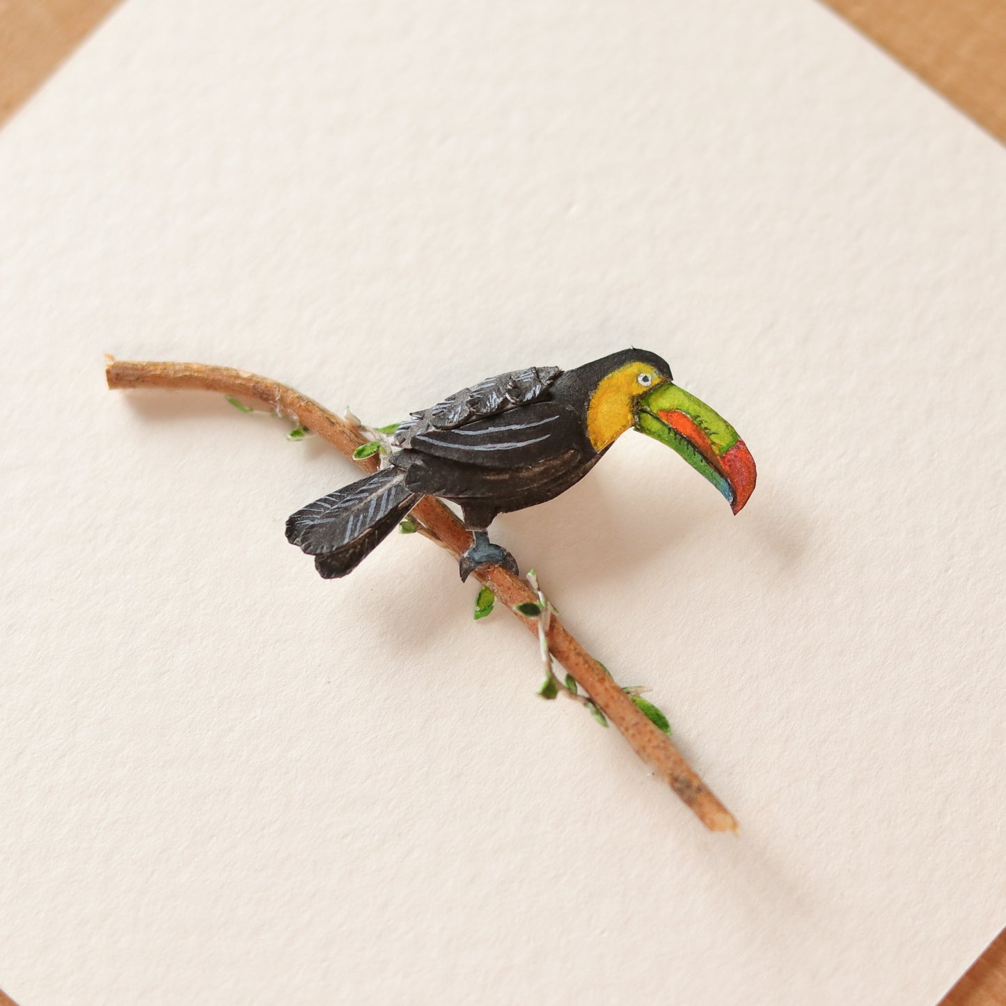 Toco Toucan