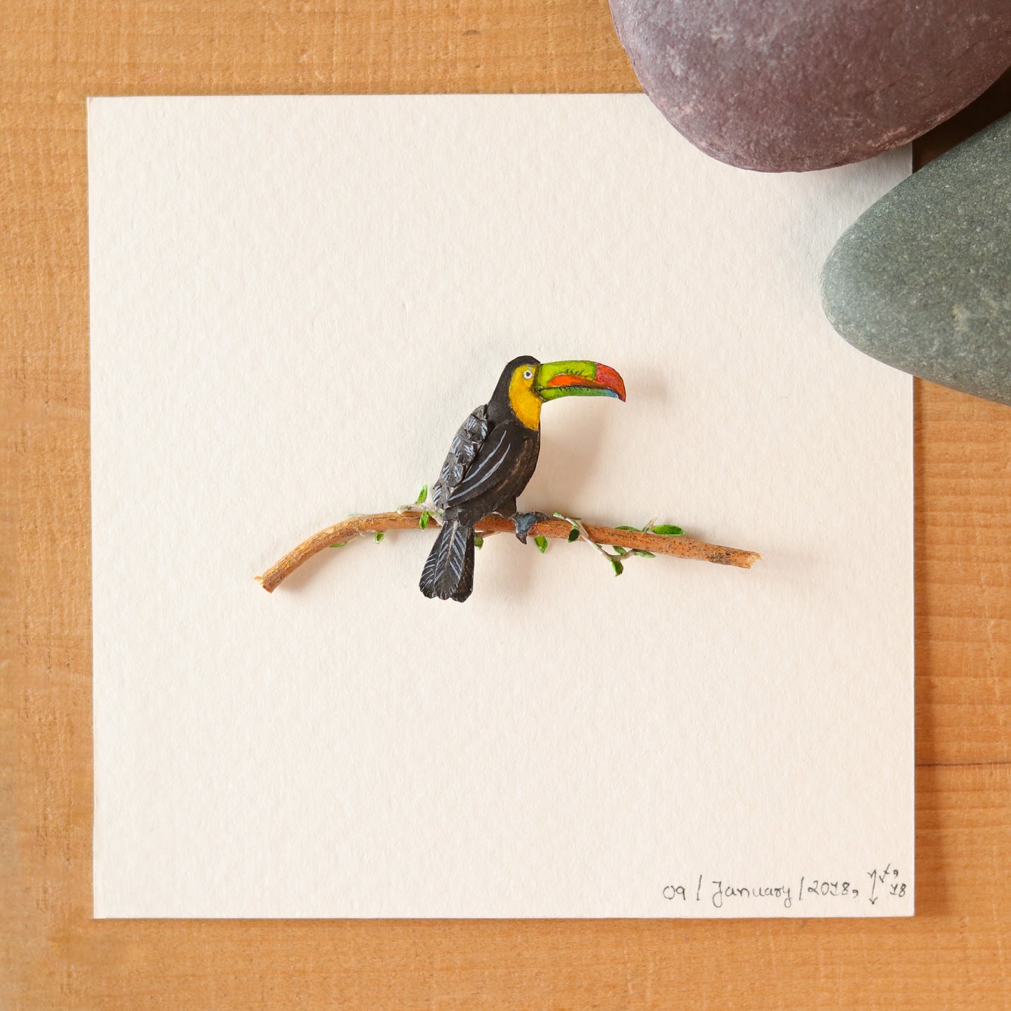 Toco Toucan