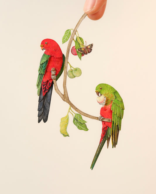 Male and Female Australian king parrot